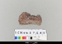 藏品(中國湖北皮影戲盔帽)的圖片